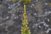 <strong>Ericaceae - Erica reunionensis - E.G.H.Oliv.</strong><br />© Sarrailh Jean-Michel / CIRAD