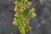 <strong>Ericaceae - Erica reunionensis - E.G.H.Oliv.</strong><br />© Sarrailh Jean-Michel / CIRAD
