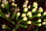 <strong>Asteraceae - Eriotrix lycopodioides - (Lam.) DC.</strong><br />© Perroud Annaïg