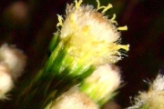 <strong>Asteraceae - Eriotrix lycopodioides - (Lam.) DC.</strong><br />© Perroud Annaïg