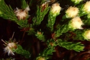 <strong>Asteraceae - Eriotrix lycopodioides - (Lam.) DC.</strong><br />© Perroud Annaïg