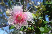<strong>Myrtaceae - Eugenia buxifolia - Lam.</strong><br />© Sarrailh Jean-Michel / CIRAD