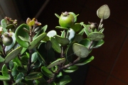 <strong>Myrtaceae - Eugenia buxifolia - Lam.</strong><br />© Sarrailh Jean-Michel / CIRAD