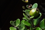<strong>Myrtaceae - Eugenia buxifolia - Lam.</strong><br />© Sarrailh Jean-Michel / CIRAD
