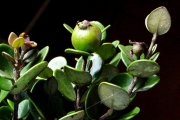 <strong>Myrtaceae - Eugenia buxifolia - Lam.</strong><br />© Sarrailh Jean-Michel / CIRAD
