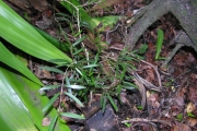 <strong>Myrtaceae - Eugenia buxifolia - Lam.</strong><br />© Sarrailh Jean-Michel / CIRAD