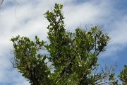 <strong>Myrtaceae - Eugenia buxifolia - Lam.</strong><br />© Sarrailh Jean-Michel / CIRAD