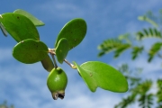<strong>Myrtaceae - Eugenia buxifolia - Lam.</strong><br />© Sarrailh Jean-Michel / CIRAD