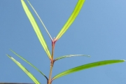 <strong>Myrtaceae - Eugenia buxifolia - Lam.</strong><br />© Sarrailh Jean-Michel / CIRAD