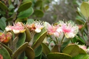 <strong>Myrtaceae - Eugenia buxifolia - Lam.</strong><br />© Sarrailh Jean-Michel / CIRAD