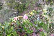 <strong>Myrtaceae - Eugenia buxifolia - Lam.</strong><br />© Perroud Annaïg