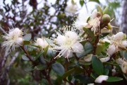 <strong>Myrtaceae - Eugenia buxifolia - Lam.</strong><br />© Perroud Annaïg
