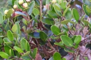 <strong>Myrtaceae - Eugenia buxifolia - Lam.</strong><br />© Perroud Annaïg