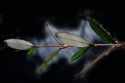 <strong>Myrtaceae - Eugenia buxifolia - Lam.</strong><br />© Sarrailh Jean-Michel / CIRAD