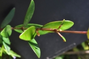 <strong>Myrtaceae - Eugenia buxifolia - Lam.</strong><br />© Sarrailh Jean-Michel / CIRAD