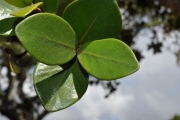 <strong>Myrtaceae - Eugenia buxifolia - Lam.</strong><br />© Sarrailh Jean-Michel / CIRAD