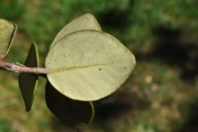 <strong>Myrtaceae - Eugenia buxifolia - Lam.</strong><br />© Sarrailh Jean-Michel / CIRAD