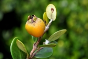 <strong>Myrtaceae - Eugenia buxifolia - Lam.</strong><br />© Sarrailh Jean-Michel / CIRAD