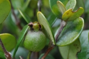 <strong>Myrtaceae - Eugenia buxifolia - Lam.</strong><br />© Sarrailh Jean-Michel / CIRAD