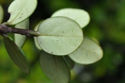 <strong>Myrtaceae - Eugenia buxifolia - Lam.</strong><br />© Sarrailh Jean-Michel / CIRAD
