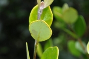 <strong>Myrtaceae - Eugenia buxifolia - Lam.</strong><br />© Sarrailh Jean-Michel / CIRAD