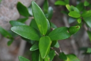 <strong>Myrtaceae - Eugenia buxifolia - Lam.</strong><br />© Sarrailh Jean-Michel / CIRAD