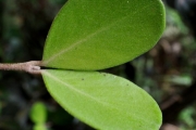 <strong>Myrtaceae - Eugenia buxifolia - Lam.</strong><br />© Sarrailh Jean-Michel / CIRAD