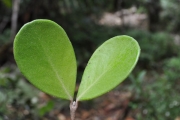 <strong>Myrtaceae - Eugenia buxifolia - Lam.</strong><br />© Sarrailh Jean-Michel / CIRAD