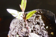 <strong>Myrtaceae - Eugenia mespiloides - Lam.</strong><br />© Sarrailh Jean-Michel / CIRAD