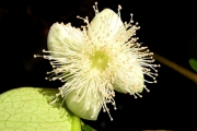 <strong>Myrtaceae - Eugenia mespiloides - Lam.</strong><br />© Sarrailh Jean-Michel / CIRAD