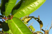 <strong>Myrtaceae - Eugenia mespiloides - Lam.</strong><br />© Sarrailh Jean-Michel / CIRAD