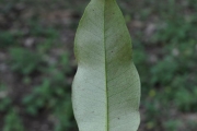 <strong>Myrtaceae - Eugenia mespiloides - Lam.</strong><br />© Sarrailh Jean-Michel / CIRAD