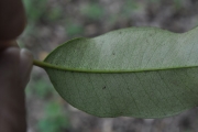 <strong>Myrtaceae - Eugenia mespiloides - Lam.</strong><br />© Sarrailh Jean-Michel / CIRAD