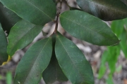 <strong>Myrtaceae - Eugenia mespiloides - Lam.</strong><br />© Sarrailh Jean-Michel / CIRAD