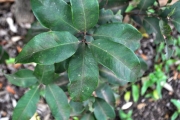 <strong>Myrtaceae - Eugenia mespiloides - Lam.</strong><br />© Sarrailh Jean-Michel / CIRAD