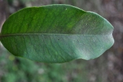 <strong>Myrtaceae - Eugenia mespiloides - Lam.</strong><br />© Sarrailh Jean-Michel / CIRAD