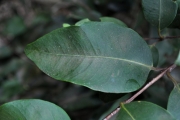 <strong>Myrtaceae - Eugenia mespiloides - Lam.</strong><br />© Sarrailh Jean-Michel / CIRAD