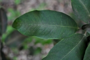 <strong>Myrtaceae - Eugenia mespiloides - Lam.</strong><br />© Sarrailh Jean-Michel / CIRAD