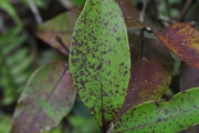 <strong>Myrtaceae - Eugenia mespiloides - Lam.</strong><br />© Sarrailh Jean-Michel / CIRAD