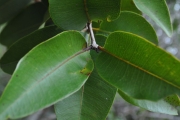 <strong>Myrtaceae - Eugenia mespiloides - Lam.</strong><br />© Sarrailh Jean-Michel / CIRAD