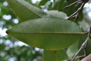 <strong>Myrtaceae - Eugenia mespiloides - Lam.</strong><br />© Sarrailh Jean-Michel / CIRAD