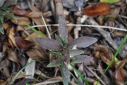 <strong>Myrtaceae - Eugenia mespiloides - Lam.</strong><br />© Sarrailh Jean-Michel / CIRAD