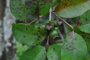 <strong>Myrtaceae - Eugenia mespiloides - Lam.</strong><br />© Sarrailh Jean-Michel / CIRAD