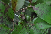 <strong>Myrtaceae - Eugenia mespiloides - Lam.</strong><br />© Sarrailh Jean-Michel / CIRAD