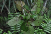 <strong>Myrtaceae - Eugenia mespiloides - Lam.</strong><br />© Sarrailh Jean-Michel / CIRAD