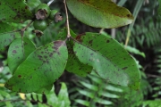 <strong>Myrtaceae - Eugenia mespiloides - Lam.</strong><br />© Sarrailh Jean-Michel / CIRAD