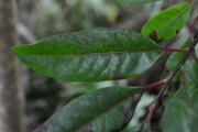 <strong>Myrtaceae - Eugenia mespiloides - Lam.</strong><br />© Sarrailh Jean-Michel / CIRAD