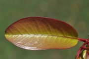 <strong>Myrtaceae - Eugenia mespiloides - Lam.</strong><br />© Sarrailh Jean-Michel / CIRAD