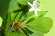 <strong>Erythroxylaceae - Erythroxylum hypericifolium - Lam.</strong><br />© Sarrailh Jean-Michel / CIRAD