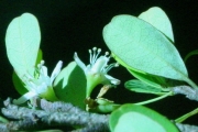 <strong>Erythroxylaceae - Erythroxylum hypericifolium - Lam.</strong><br />© Sarrailh Jean-Michel / CIRAD